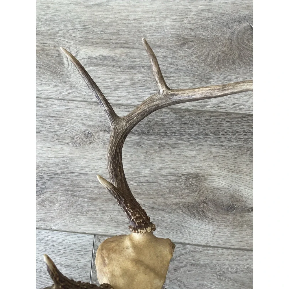 Vintage Deer Antler Scull Cap Mount  8 Point Cabin Decor Taxidermy